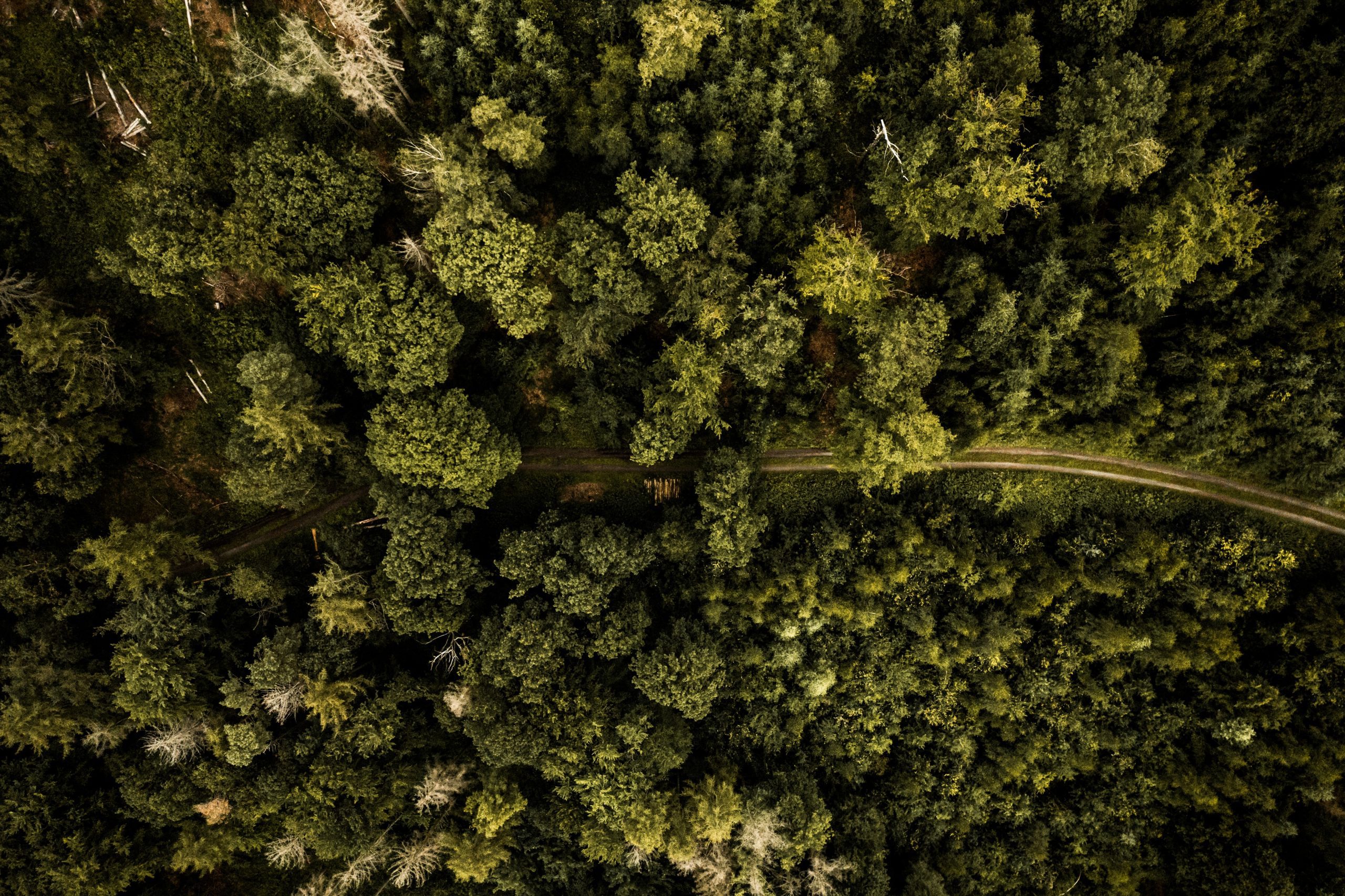 Ein Blick aus der Vogelperspektive auf den Wald, der den Ernährungsdschungel darstellen soll.