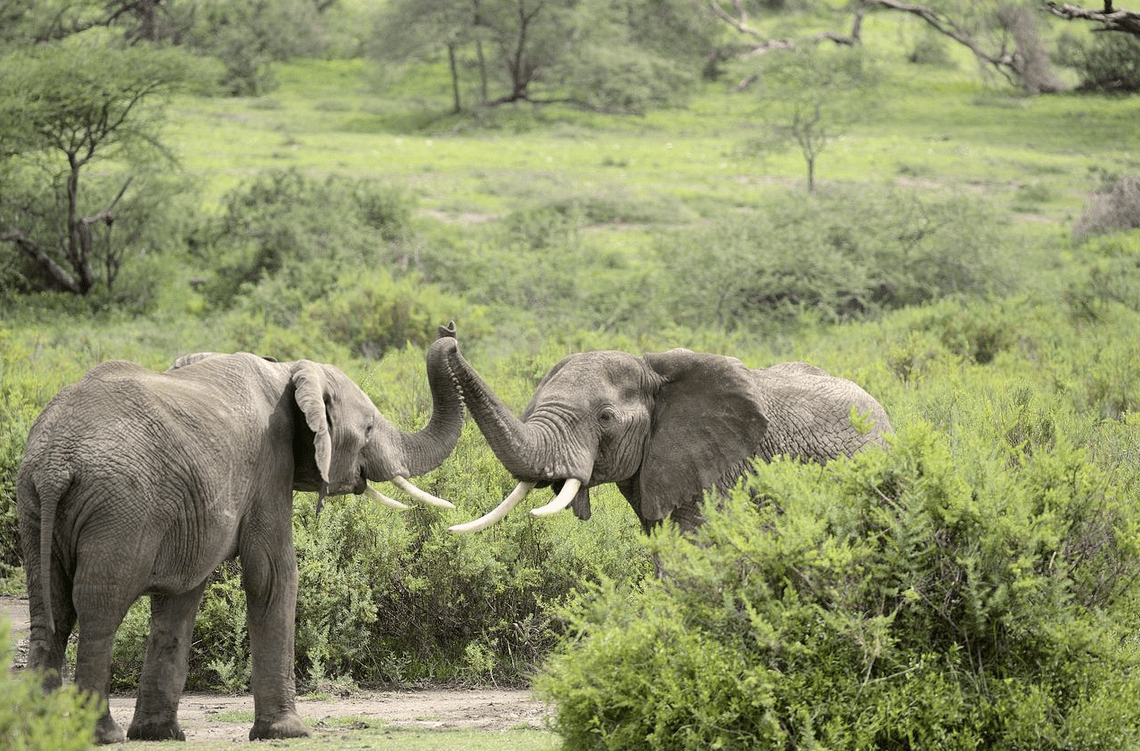 Zwei Elefanten in der Natur.