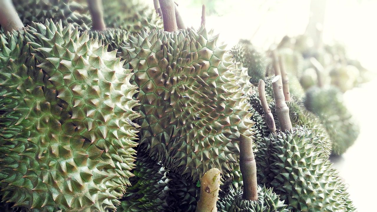 Die Durian ist einer der ursprünglichsten Früchte die es gibt.